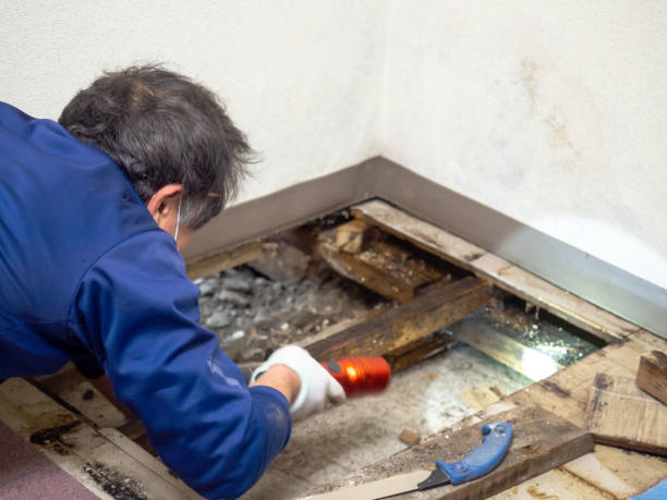 Best Mold Cleaning Services  in Union City, OK