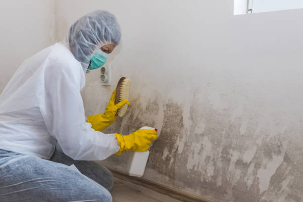 Best Mold Removal Company Near Me  in Union City, OK