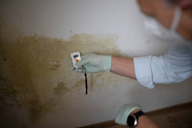 Best Affordable Mold Removal  in Union City, OK