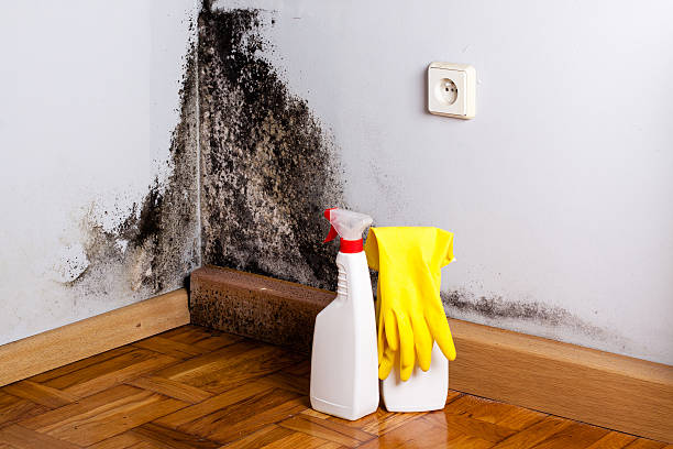 Best Local Mold Removal Service  in Union City, OK