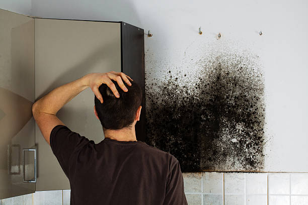 Best Black Mold Removal  in Union City, OK