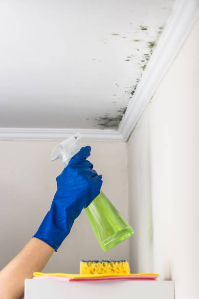 Best Mold Remediation Experts  in Union City, OK